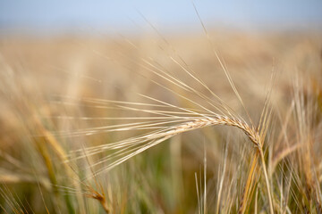Golden ripe wheat field, sunny day, soft focus, agricultural landscape, growing plant, cultivate crop, autumnal nature, harvest season concept
