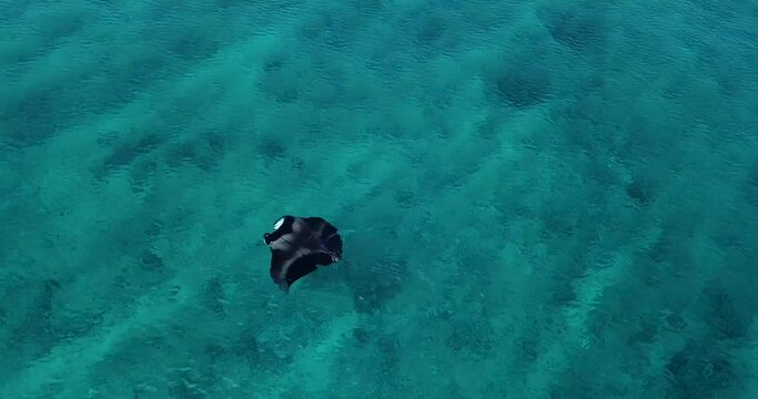 Aerial view of a stingray in the turquoise waters of Laquedivas Sea, Maldives. High quality 4k footage