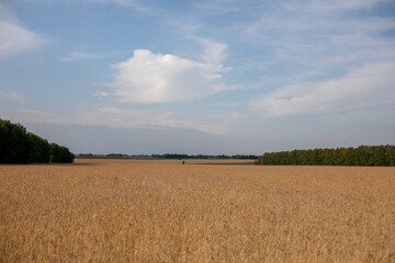 Fototapeta premium A fantastic countryside with a wide range of winter rye fields and colorful trees in the distance. Autumn scene in Latvia.