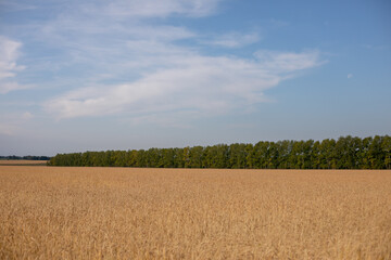 Wheat field. Ears of golden wheat. Beautiful Nature Sunset Landscape. Rural Scenery under Shining Sunlight. Background of ripening ears of wheat field. Rich harvest Concept. Label art design