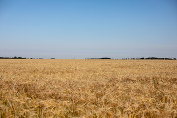 Wheat field. Ears of golden wheat. Beautiful Nature Sunset Landscape. Rural Scenery under Shining Sunlight. Background of ripening ears of wheat field. Rich harvest Concept. Label art design
