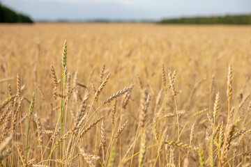 Wheat field. Ears of golden wheat close up. Beautiful Nature Sunset Landscape. Rural Scenery under Shining Sunlight. Background of ripening ears of wheat field. Rich harvest Concept. Label art design