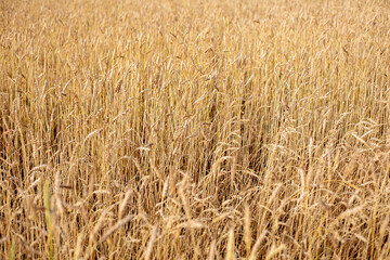 Wheat field. Ears of golden wheat close up. Beautiful Nature Sunset Landscape. Rural Scenery under Shining Sunlight. Background of ripening ears of wheat field. Rich harvest Concept. Label art design