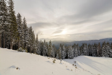 Beautiful winter mountain landscape. Tall dark green spruce trees covered with snow on mountain peaks and cloudy sky background.