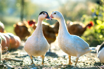 Ducks feed on traditional rural barnyard. Detail of a duck head. Close up of waterbird standing on barn yard. Free range poultry farming concept.
