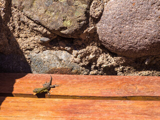 Lagartija en el parque