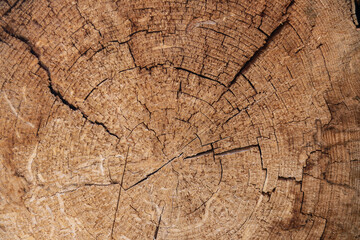 Fototapeta premium wood background. Timber industry natural abstract background: rough surface of wood log end with growth rings, cracks, splits and scratches closeup