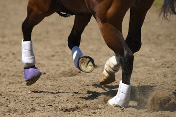 Horse at Full Gallop