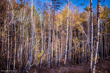 Birch in the autumn