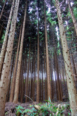 草木が生い茂る森林