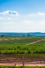 Fototapeta na wymiar Beautiful rural plantation of sugar cane. Farm field concept image