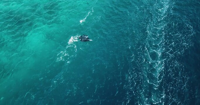 Aerial view of a stingray in the turquoise waters of Laquedivas Sea, Maldives. High quality 4k footage