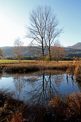 Fototapeta premium autunno in Val di Fiemme (Trentino); stagno con alberi