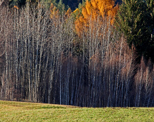 autunno in Val di fiemme (Trentino); fitta barriera di giovani frassini