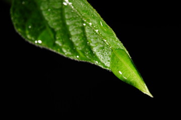 Macro photography, leaves photographed under contrasting light.