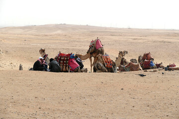Camel await their riders at the Great pyramid