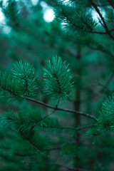 pine branches in forest close-up. Soft focus, low key. Atmospheric dark natural photography. Tidewater green