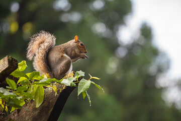 Squirrel watching from above