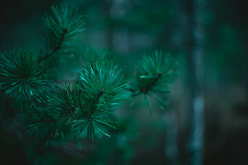 Fototapeta na wymiar Pine branches in dark forest close-up. Soft focus, low key. Atmospheric dark natural background. Tidewater green color. copy space