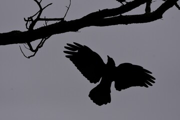 Fototapeta premium silhouette of a tree