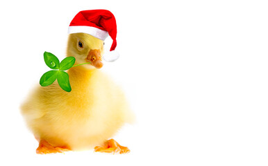 gosling with red santa cap