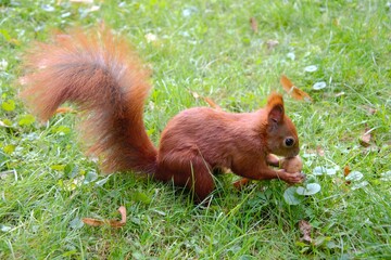 Reddish squirrel (Sciurus vulgaris) eating a walnut. Squirrel on the grass with autumn leaves