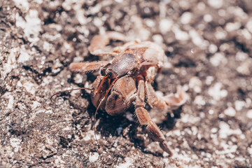 close up of small hermit crabs walking on sand covered volcanic rock in a beach in Costa Rica