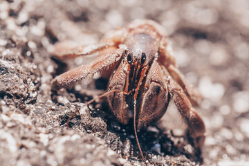 close up of small hermit crabs walking on sand covered volcanic rock in a beach in Costa Rica