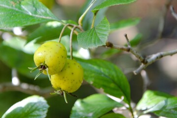 Closeup on the fruits of Crataegus punctata - a species of hawthorn known by the common names dotted hawthorn or white haw. Cooked with other fruits to prepare a Christmas punch
