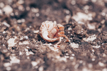 close up of small hermit crabs walking on sand covered volcanic rock in a beach in Costa Rica