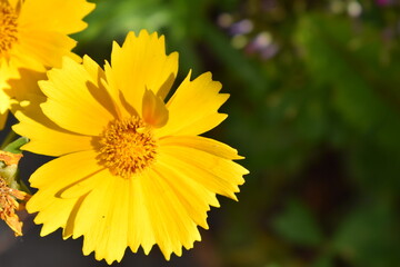 yellow flower in the garden