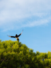 A bird comes out of a bush. Photographed in Montpellier, blue sky, sunny day.