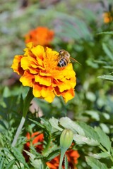 Close up of bee or honeybee (Apis Mellifera), european or western honey bee collecting pollen from beautiful Marigold flowers (Tagetes patula, the French marigold) on green background. 