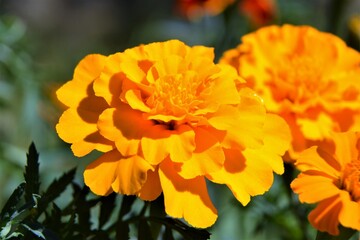 Beautiful Marigold flowers (Tagetes patula, the French marigold) on green background. Selective focus