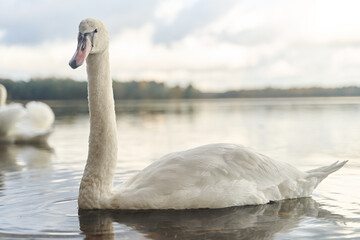 White swans swim in the lake. Kaliningrad region.