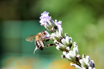 Close up of bee or honeybee (Apis Mellifera), european or western honey bee sitting on the violet lavender flowers Lavandula angustifolia. Selective focus, blurred background 