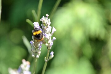 Close up on the Bombus hypnorum (tree bumblebee or new garden bumblebee) collecting pollen from the violet lavender flowers Lavandula angustifolia. Selective focus, blurred background