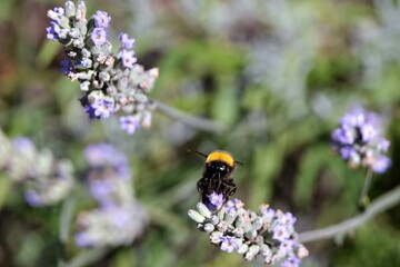 Close up on the Bombus hypnorum (tree bumblebee or new garden bumblebee) collecting pollen from the violet lavender flowers Lavandula angustifolia. Selective focus, blurred background