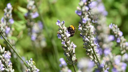 Close up on the Bombus hypnorum (tree bumblebee or new garden bumblebee) collecting pollen from the violet lavender flowers Lavandula angustifolia. Selective focus, blurred background