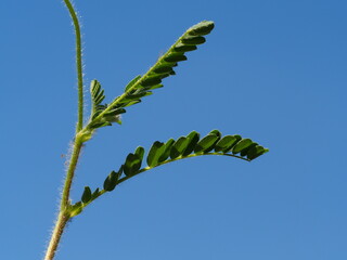 Plant (Astragalus echinatus)