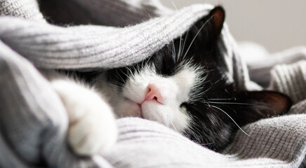 cute little cat peacefully sleeping hygge concept
