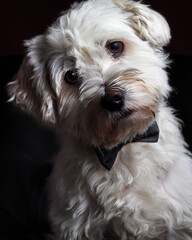 Potrait of a small white dog on a black background. The dog is wearing a bow tie.