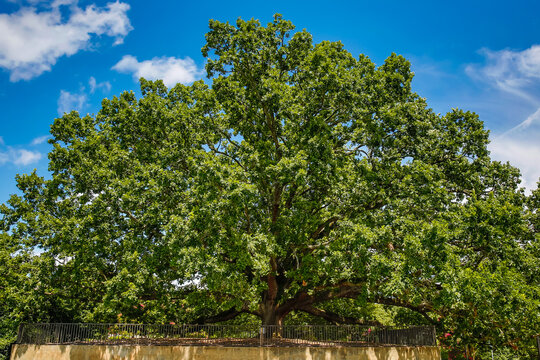 Centennial Bur Oak