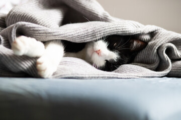 cute little cat peacefully sleeping hygge concept