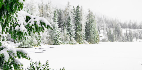 winter landscape pine forest scenic view white snow and green needle branches December Christmas holidays season time panoramic concept photography