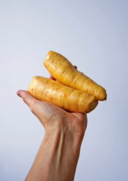 Arracacha or baroa potato on hand in a bright background