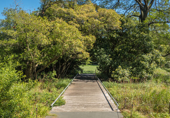Wooden path leading out of trees