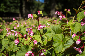 Pink flowers in a flower bed