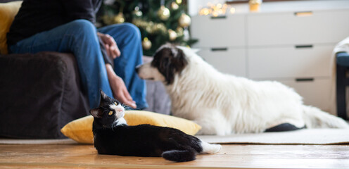cute little cat and dog at home at Christmas hygge concept