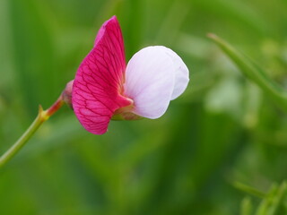 Fototapeta premium Crimson Pea (Lathyrus clymenum)